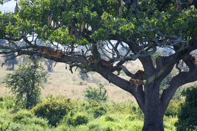 Lions in Sausage Tree