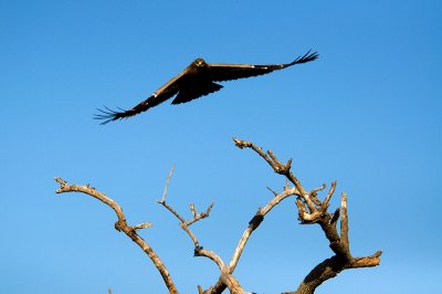 Whalberg Eagle in Flight