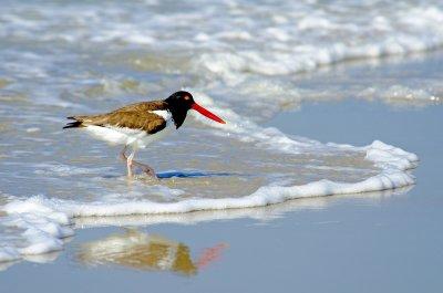 American Oystercatcher