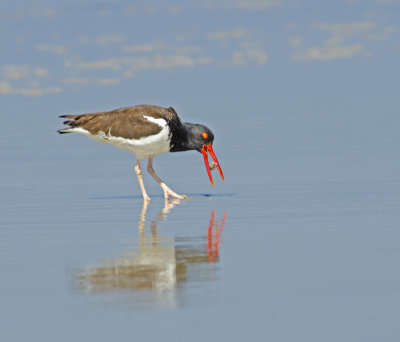 American Oystercatcher