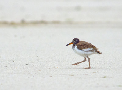 Baby American Oystercatcher