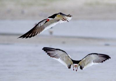 Black Skimmer