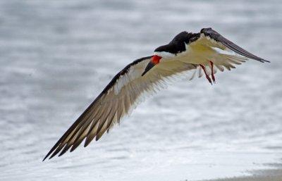Black Skimmer