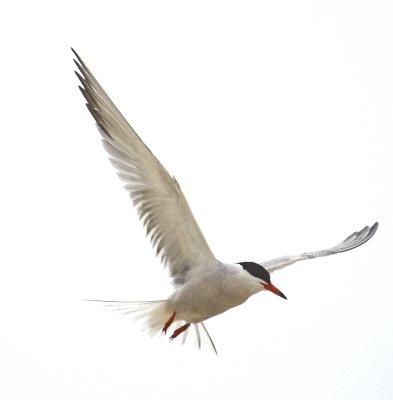 Common Tern