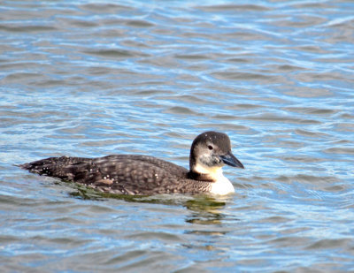 Common Loon