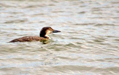Common Loon