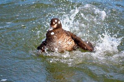 Duck Bath