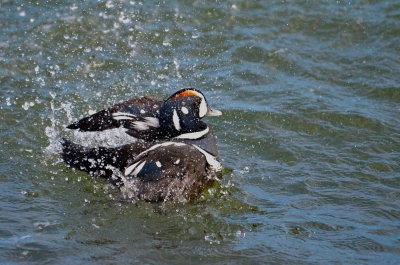 Harlequin Bath