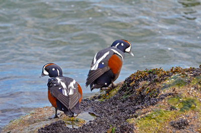 Harlequin Ducks