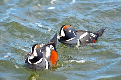 Harlequin Ducks