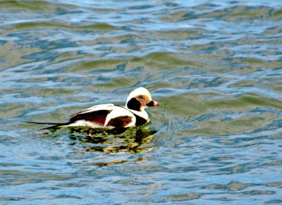 Long-tailed Duck