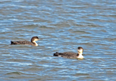 Pair of Loons