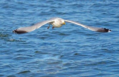Ring-billed Gull