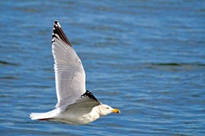 Ring-billed Gull