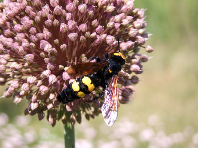 Mammouth Wasp