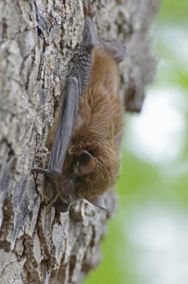 Bat Nap 1.jpg