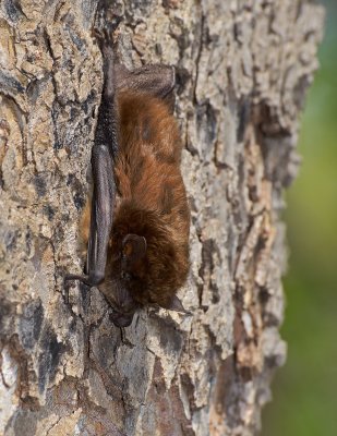 Bat.jpg