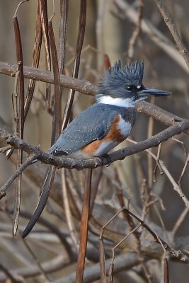 DSC_4428-crop