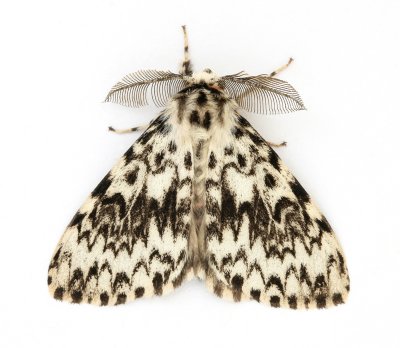 2033 Black Arches