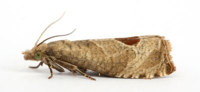 1175 Epiblema uddmanniana