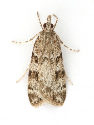 1334 Scoparia ambigualis