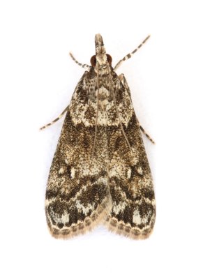1338 Dipleurina lacustrata
