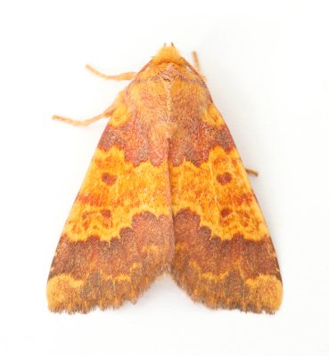 2272 Barred Sallow