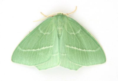 1673 Small Emerald