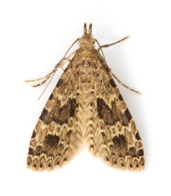 1288 Alucita hexadactyla