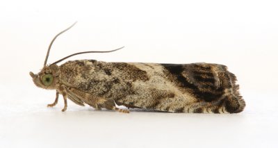 1260 Cydia splendana