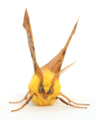 1913 Canary-shouldered Thorn
