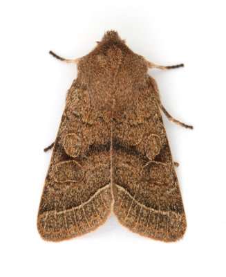 2187 Common Quaker