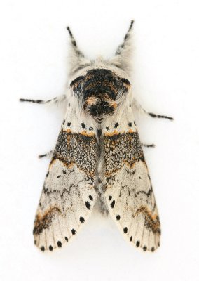 1997 Sallow Kitten