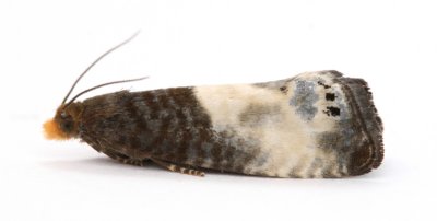1174 Epiblema cynosbatella