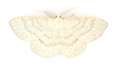 1956 Common Wave