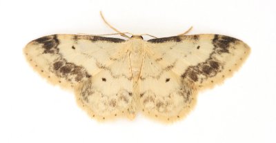 1711 Treble Brown Spot