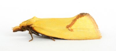 0937 Agapeta hamana