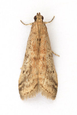 1474 Ephestia parasitella