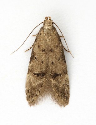 0765 Teleiodes vulgella