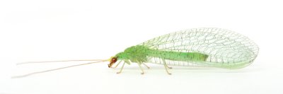 Lacewing sp.