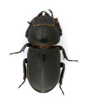 Lesser Stag Beetle