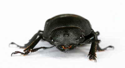 Lesser Stag Beetle