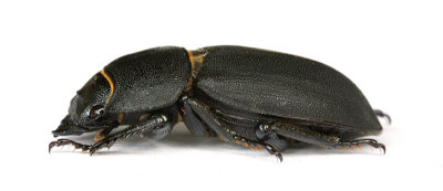 Lesser Stag Beetle
