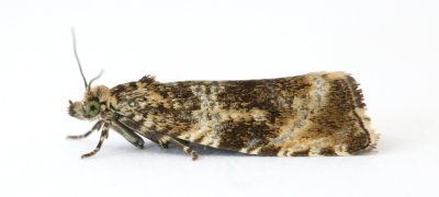 1076 Celypha lacunana