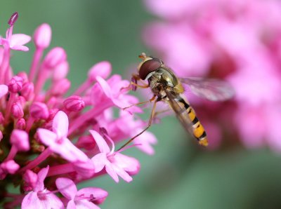 Epysyrphus balteatus