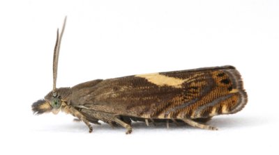 1273 Dichrorampha petiverella