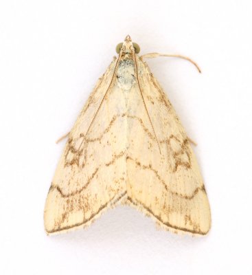 1358 Evergestis pallidata