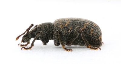 Weevil