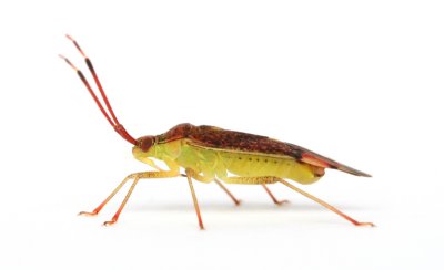Pantilius tunicatus