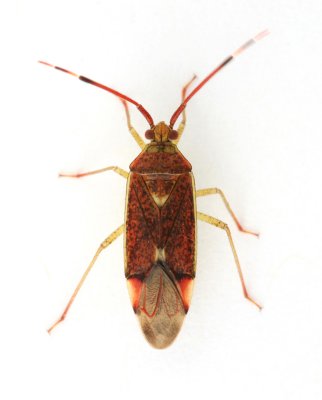 Pantilius tunicatus